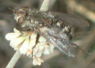 Tachinidae(Fa) sp005 Animal